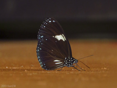 Euploea radamanthus