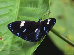 Euploea radamanthus