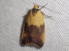 Ageletha hemiteles
