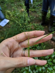 Kellochloa verrucosa