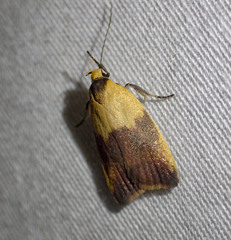 Ageletha hemiteles