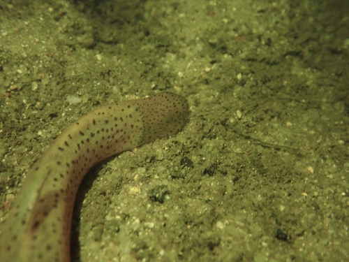 Oriental Weatherfish