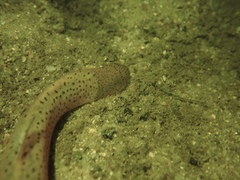 Oriental Weatherfish photo 5