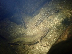 Liniparhomaloptera disparis