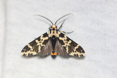 Eucereon consorta