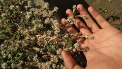 Gomphrena celosioides