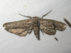 Holochroa dissociarius