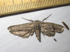 Holochroa dissociarius