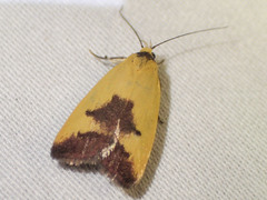 Ageletha hemiteles