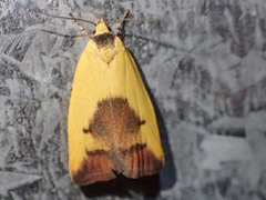 Ageletha hemiteles