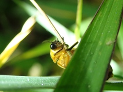 Abscondita terminalis