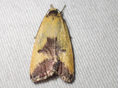 Ageletha hemiteles