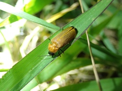 Abscondita terminalis