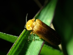 Abscondita terminalis