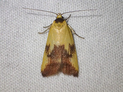 Ageletha hemiteles