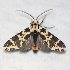 Eucereon consorta
