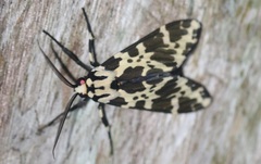 Eucereon consorta