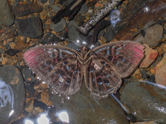 Paralaxita damajanti