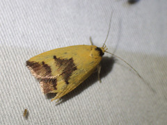 Ageletha hemiteles