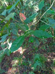 Elaeocarpus japonicus