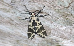 Eucereon consorta