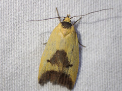 Ageletha hemiteles