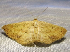 Scopula aemulata