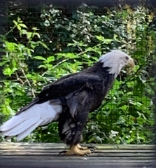 Haliaeetus