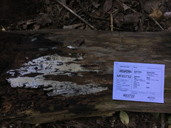 Hyphodontia zhixiangii