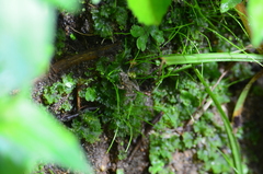 Pristimantis actites
