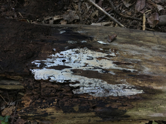 Hyphodontia zhixiangii