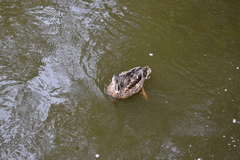 Anas platyrhynchos