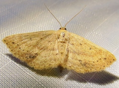 Scopula aemulata