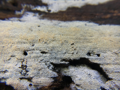 Hyphodontia zhixiangii