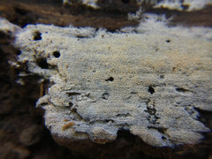 Hyphodontia zhixiangii