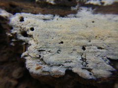 Hyphodontia zhixiangii