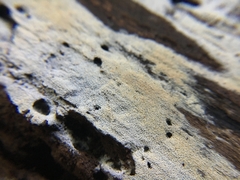 Hyphodontia zhixiangii