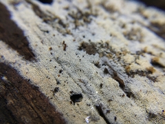 Hyphodontia zhixiangii