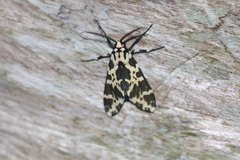 Eucereon consorta