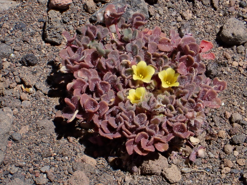 Oxalis compacta (Oxalis compacta)