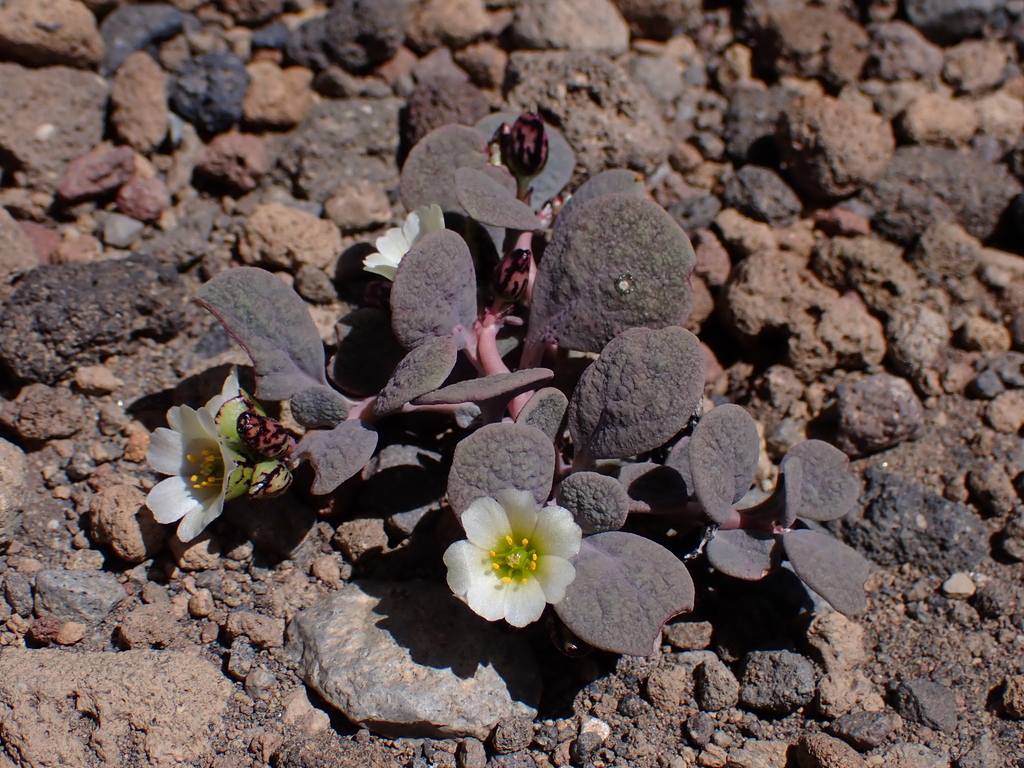 Cistanthe section Andinae
