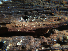 Orbiliomycetes