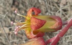 Tylecodon paniculatus × wallichii