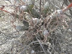Tylecodon paniculatus × wallichii