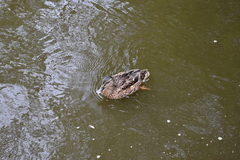 Anas platyrhynchos