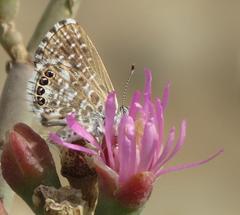 Brephidium metophis