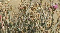 Brephidium metophis