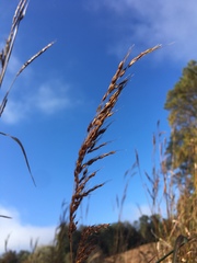 Sorghastrum