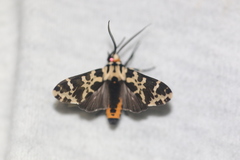 Eucereon consorta
