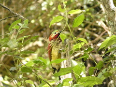 Colaptes rivolii